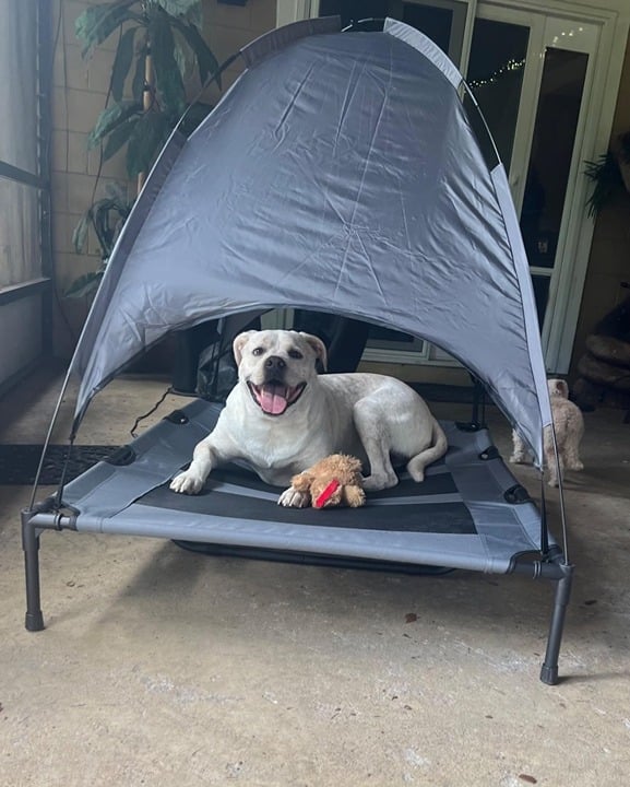Outdoor Dog Bed with Canopy, XL Elevated Dog Bed, Dog Cot, Pet Bed
