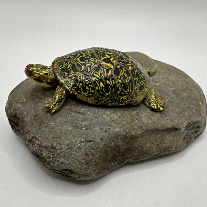 Original Turtle Sculpture Rock Art Garden Decor Signed Latzman Canada Realistic