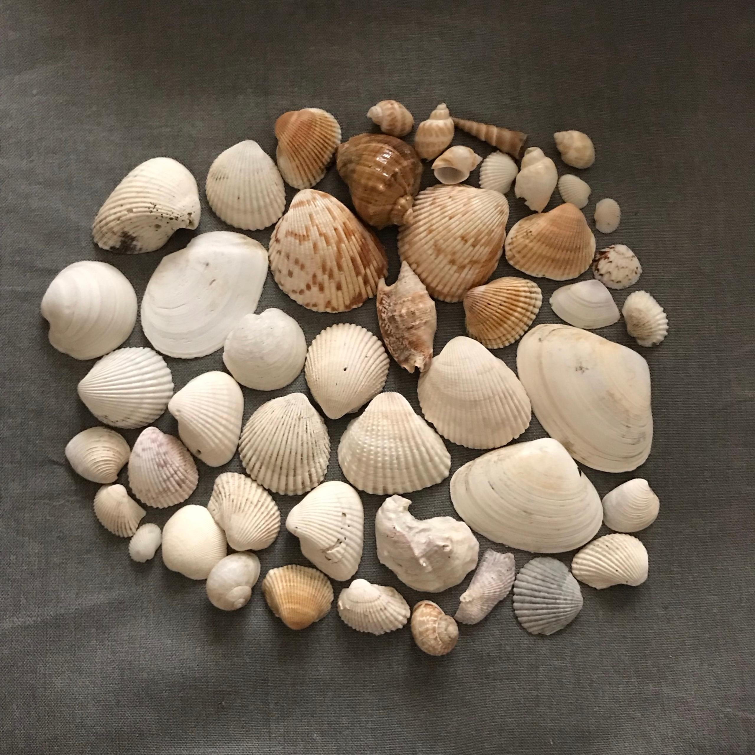 Seashells Bundle