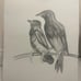 Drawing Art hand made pencil