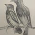Drawing Art hand made pencil
