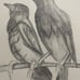 Drawing Art hand made pencil