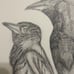 Drawing Art hand made pencil