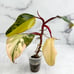 philodendron strawberry shake