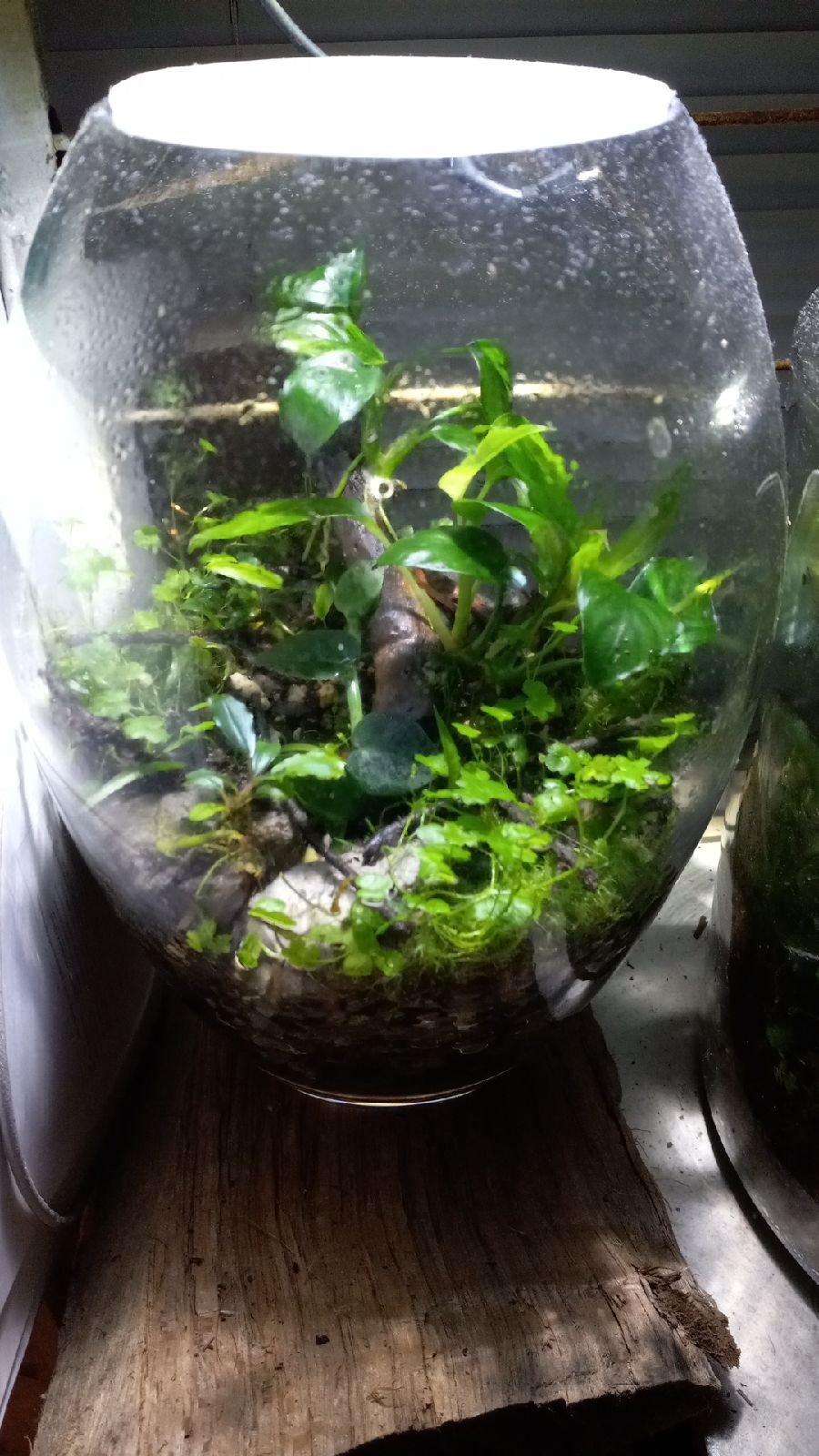 Custom terrarium fully scaped planted and designed layout in a unique egg shaped