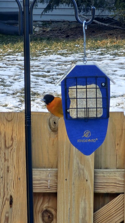 Kingsyard Recycled Plastic Double Suet Feeder with Rainproof Roof, Tail-Prop Sue