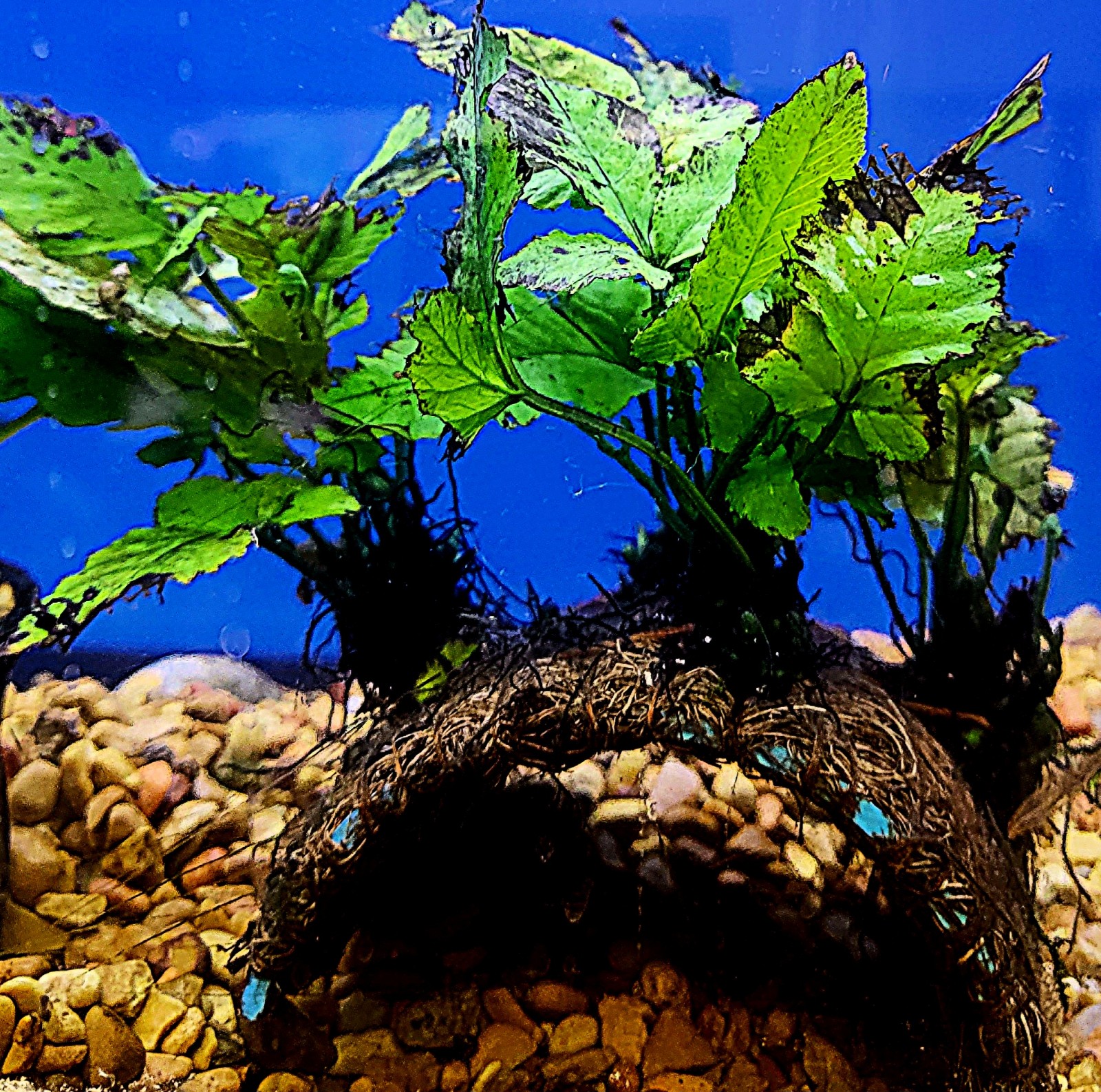Asian Water Fern attached to half tube coconut hide-live plant