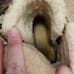 UGG Australia La Jolla boots
