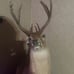 Deer mount