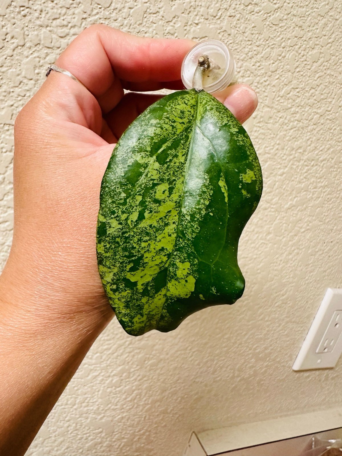 Hoya vitellina splash