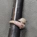 Sterling silver marcasite dolphin ring