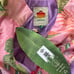 NEW Farm Rio Mixed Scarves Windbreaker