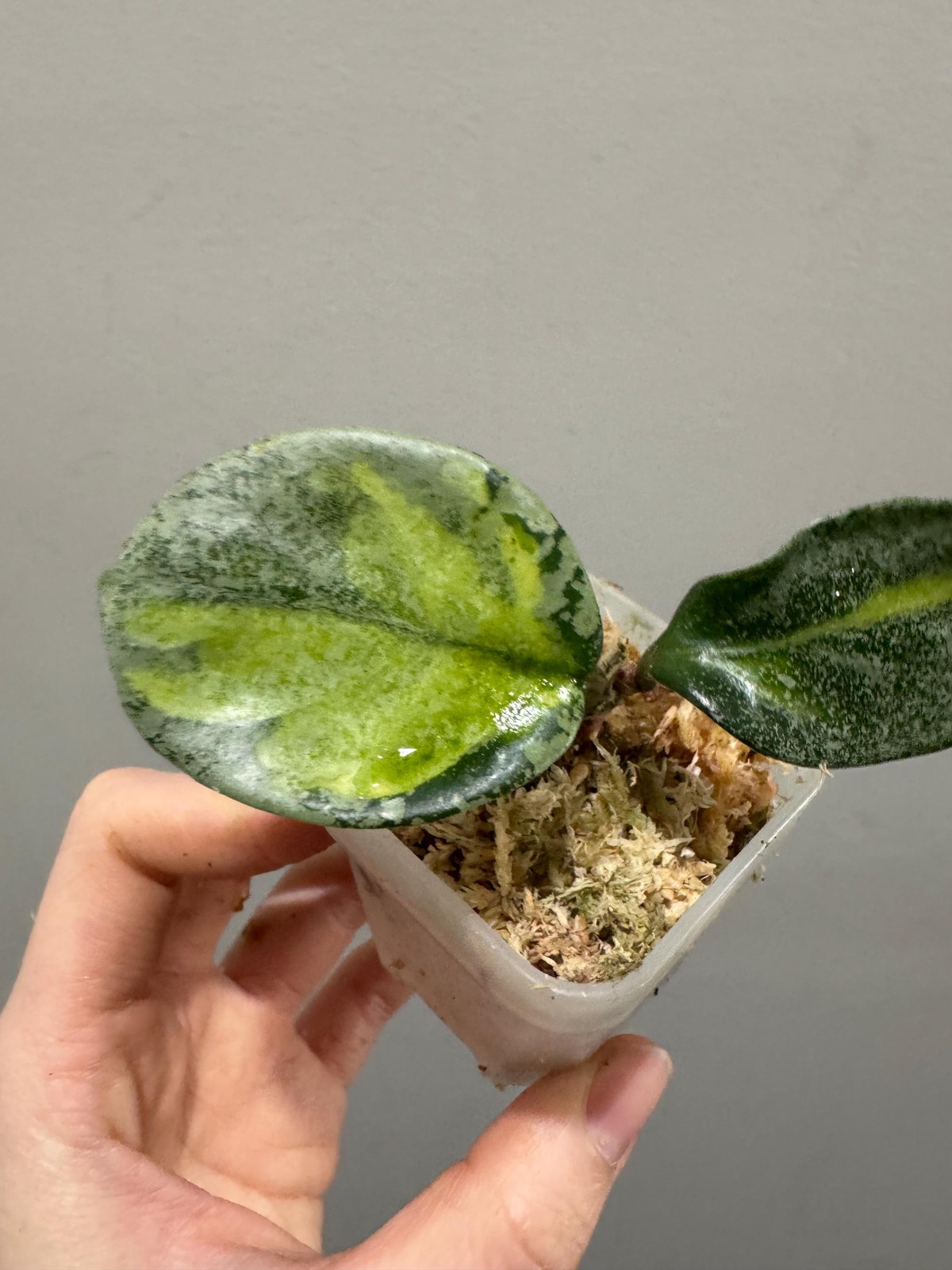 Variegated Hoya Argentea Princess rooted cutting . exact plant fast shipping