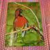 Lot Encyclopedia Of The Animal World 1972 Hardcover Elsevier Illustrated 10 Ct