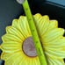 Vintage Seymout Mann Hand Painted Sunflower 3 Piece Saucer Plates
