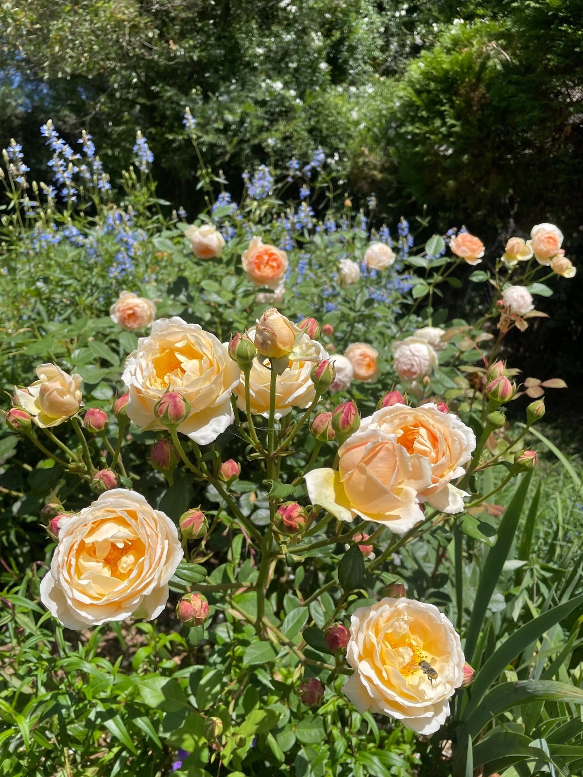 David Austin Jude Obscure AUSjo English Rose Ownroot Plant 1 Gal (1.5-2 years)