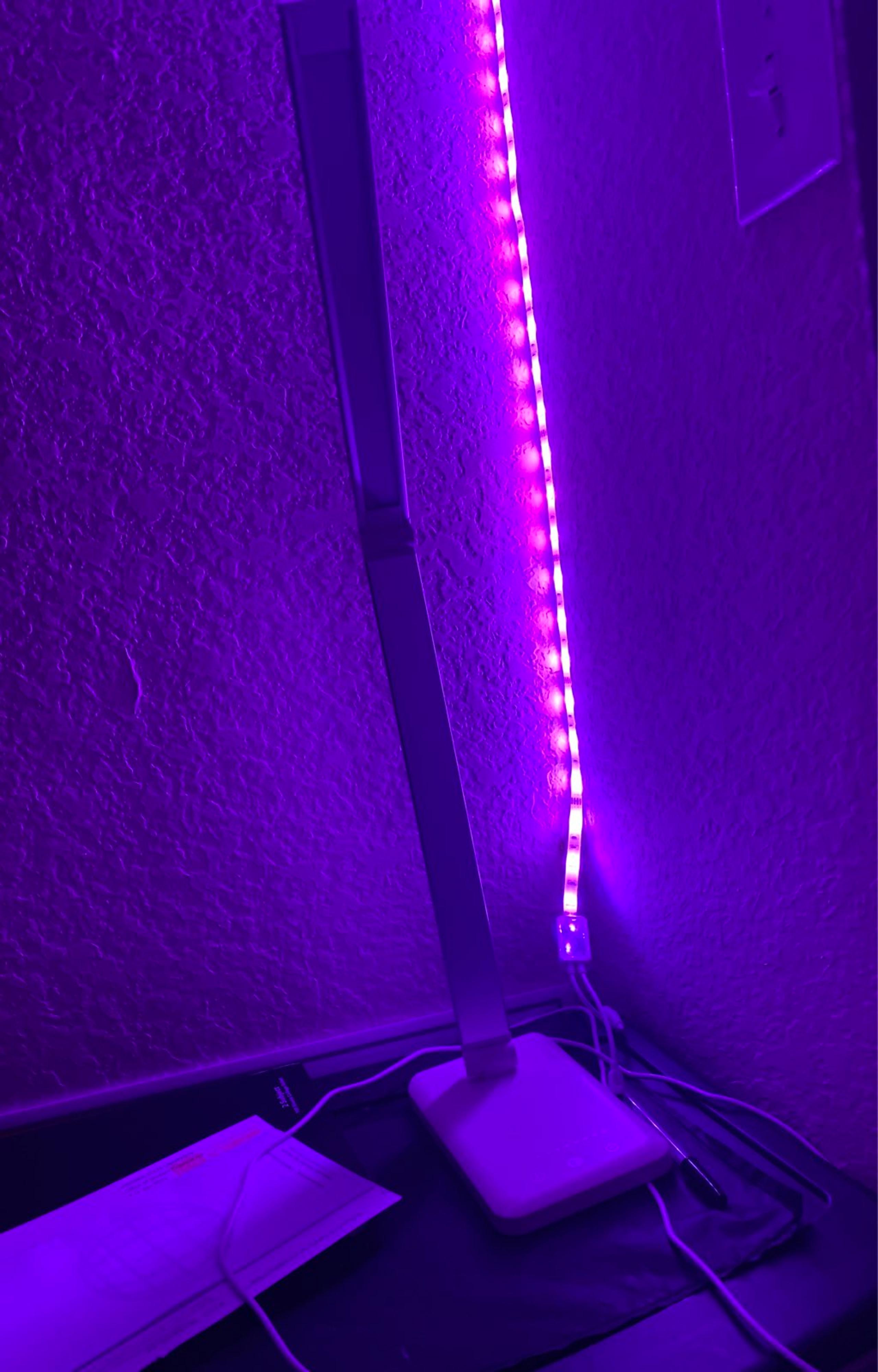 Amazon lamp