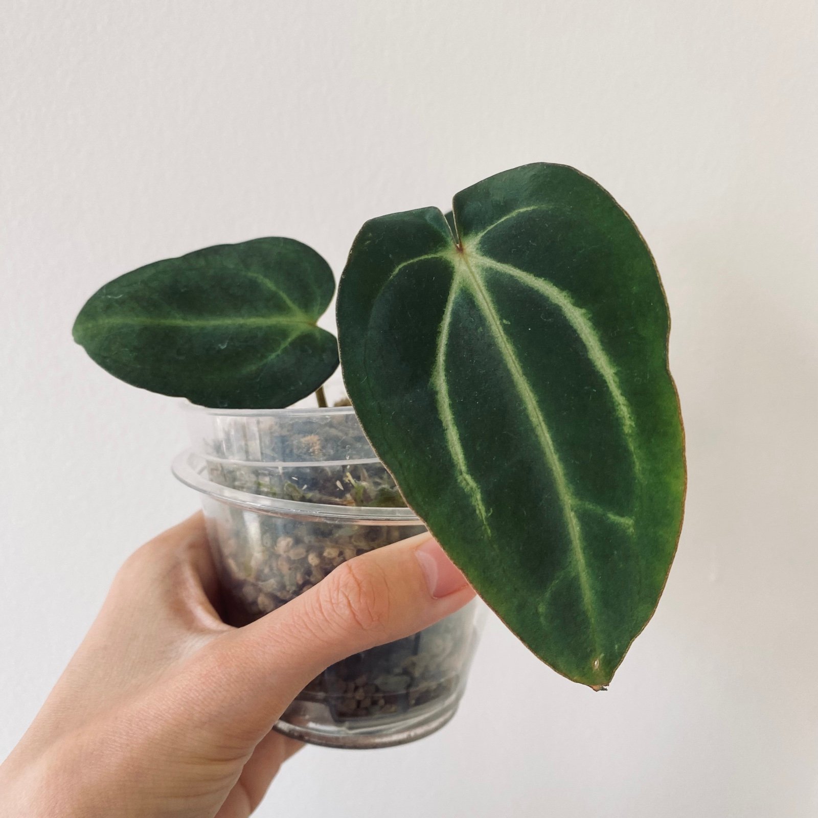Pure anthurium Carlablackiae (carla) - detail