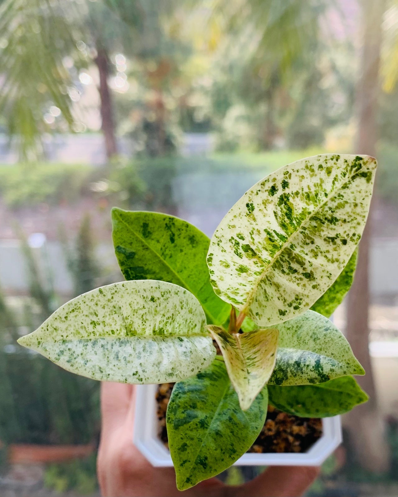 Ficus Shivereana Moonshine 3” pot  (fsm02)