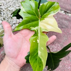 Variegated Golden Dragon 2 node Top Cut