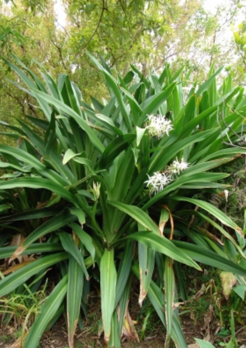 30 white Crinum Spider Lily Plants! Grows up to 6-8ft! Just gorgeous!! Free ship