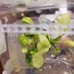 Live aquatic plants-aquarium decoration- Anubias Pinto