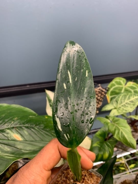 Monstera standlyana albo