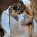 Crystal Garden tower