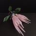 Natural Rose Quartz Pink Crystal Fruit Citron / Buddha Hands