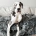 Paw.com PupProtector Original 60 x50 Charcoal Grey waterproof throw blanket NEW