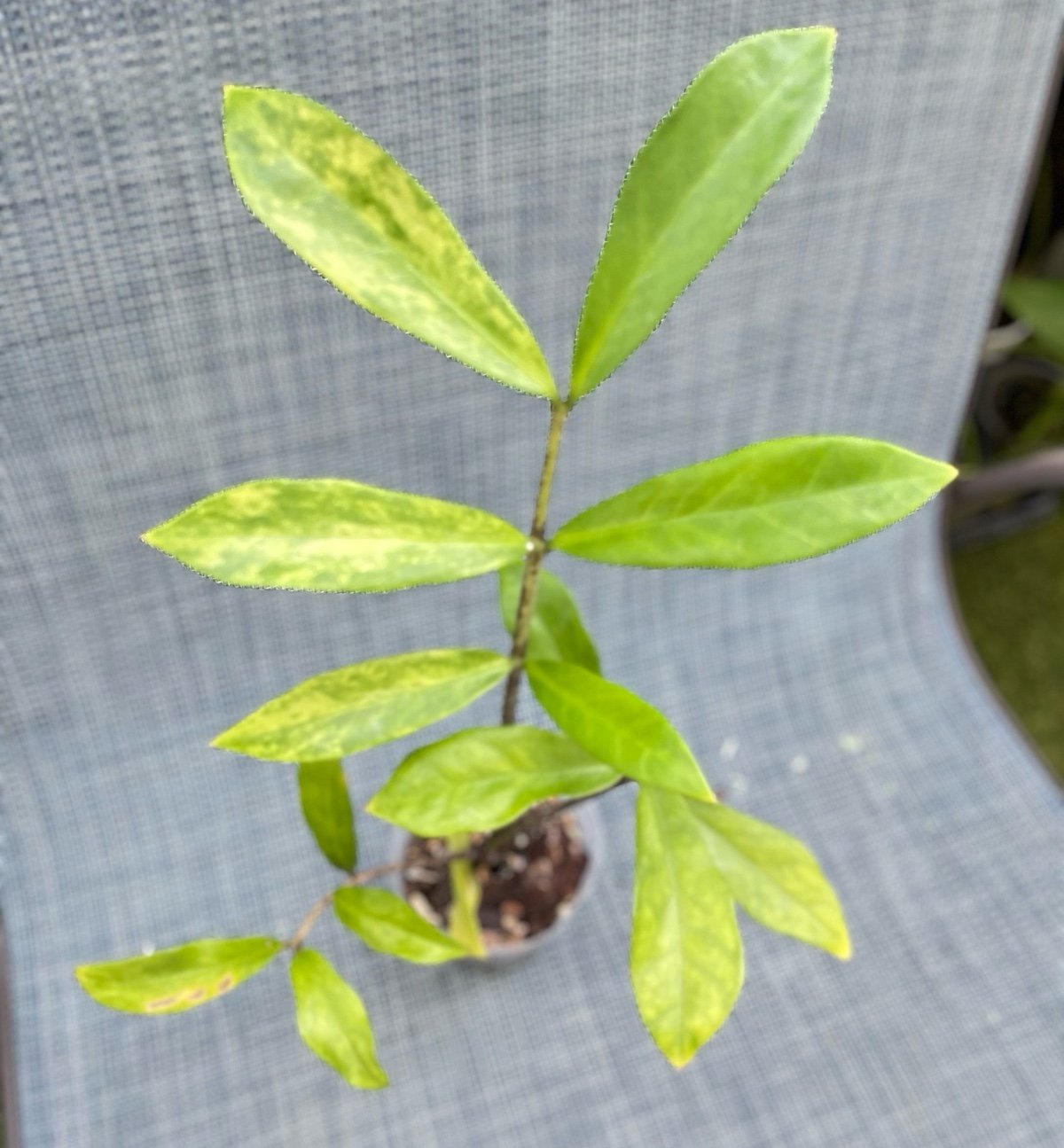 Variegated ZZ plant
