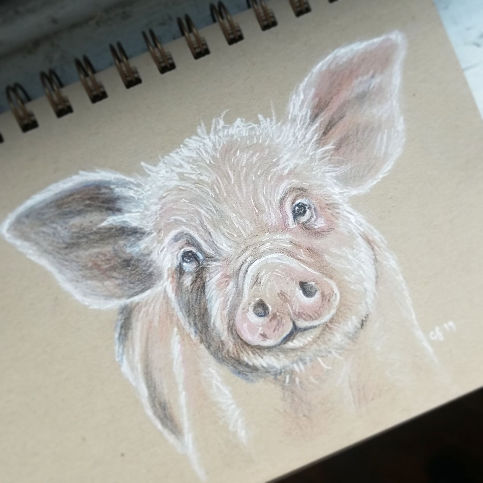 Pig Drawing Original Art