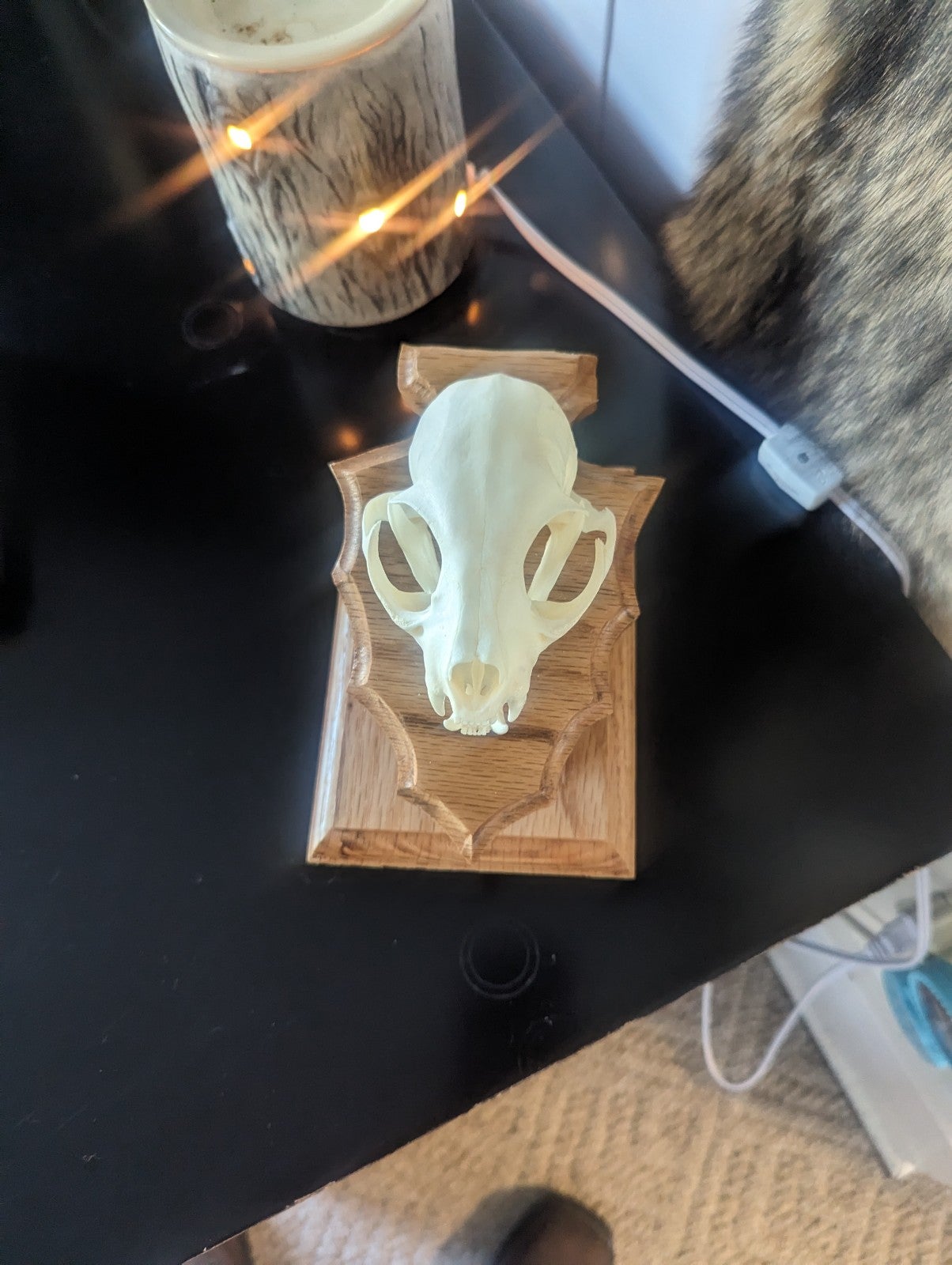Bobcat skull