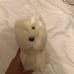 American Girl Dogs