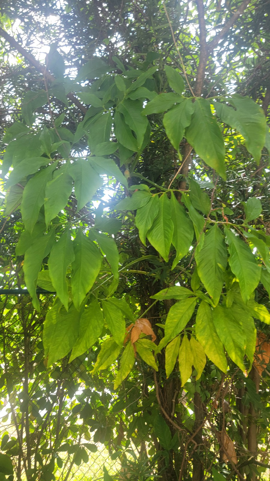 Giant syngonium