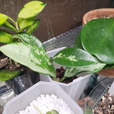 Hoya AH074