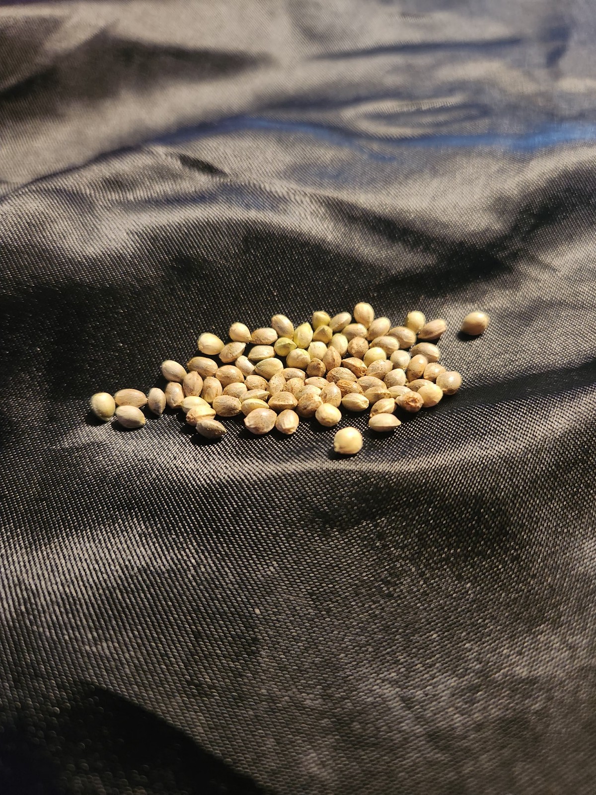 Canna seeds