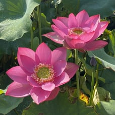 Pink Lotus live plant Nelumbo nucifera Tuber Rhizome ready grow bloom this year