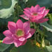 Pink Lotus live plant Nelumbo nucifera Tuber Rhizome ready grow bloom this year