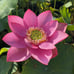 Pink Lotus live plant Nelumbo nucifera Tuber Rhizome ready grow bloom this year