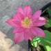Pink Lotus live plant Nelumbo nucifera Tuber Rhizome ready grow bloom this year