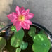 Pink Lotus live plant Nelumbo nucifera Tuber Rhizome ready grow bloom this year