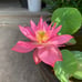 Pink Lotus live plant Nelumbo nucifera Tuber Rhizome ready grow bloom this year
