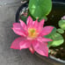Pink Lotus live plant Nelumbo nucifera Tuber Rhizome ready grow bloom this year