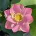 Pink Lotus live plant Nelumbo nucifera Tuber Rhizome ready grow bloom this year