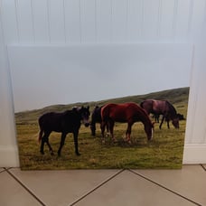 AlexS Original horse canvas print 18×24