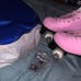 Skates