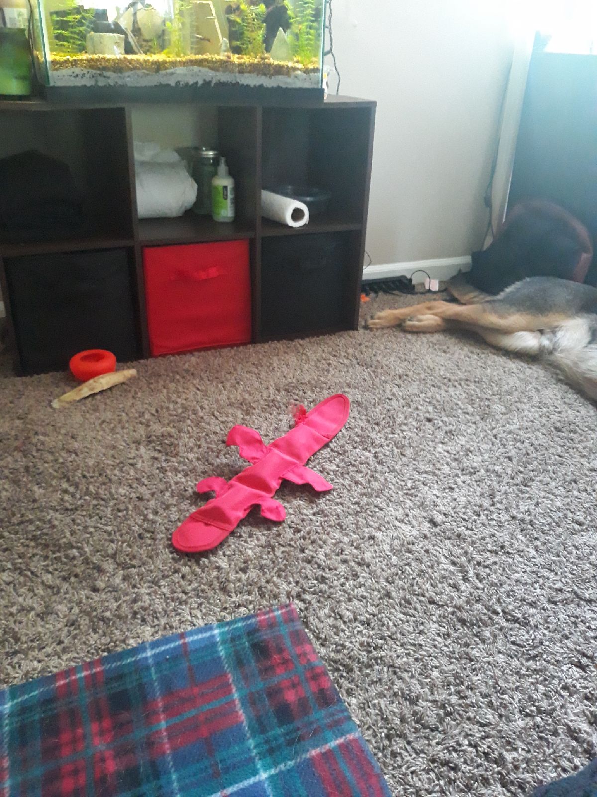 Dog toy