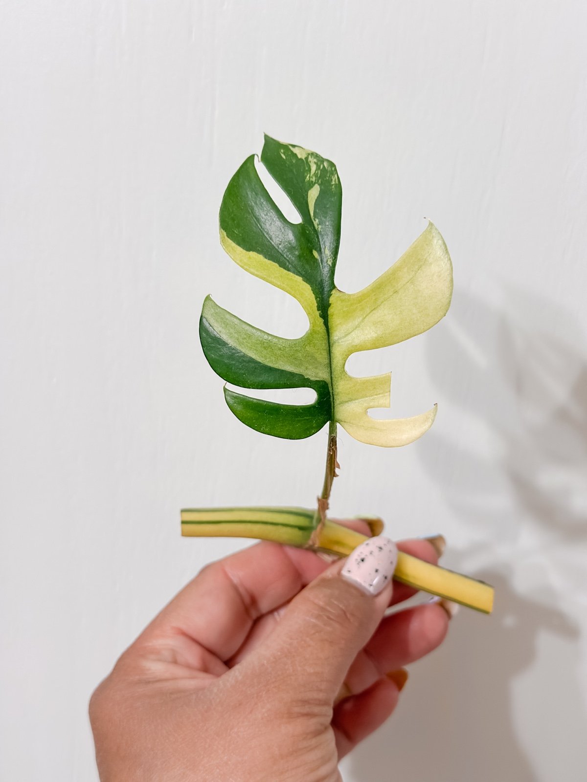 Variegated Mini Monstera