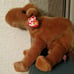 Beanie buddy